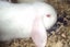 Pure Bred Mini Lop Babies Carousel 3