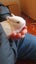 Gorgeous rabbits for sale, Jersey Wooly, Netherland Dwarf, pick up Helensville Carousel 8