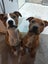 Tilly (Ellie's Canine Rescue & Rehome) Carousel 5