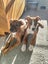 Tilly (Ellie's Canine Rescue & Rehome) Carousel 6