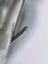 Grace F8L10 Stylus Carousel 10