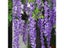 Artificial Wisteria Vine 3.6 Feet Flowers Hanging Garland Silk String For Carousel 7
