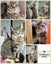 AUTUMN - KITTEN AVAILABLE FOR ADOPTION - PET WHISPERER RESCUE Carousel 1