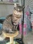 AUTUMN - KITTEN AVAILABLE FOR ADOPTION - PET WHISPERER RESCUE Carousel 6