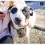 Louie - 2 years, Good with Other Dogs, Cats and Children Carousel 1
