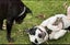 Louie - 2 years, Good with Other Dogs, Cats and Children Carousel 2