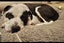 Louie - 2 years, Good with Other Dogs, Cats and Children Carousel 3
