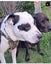 Louie - 2 years, Good with Other Dogs, Cats and Children Carousel 4