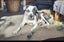 Louie - 2 years, Good with Other Dogs, Cats and Children Carousel 5
