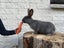 Pure bred Giant Flemish rabbit Carousel 1