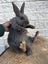Pure bred Giant Flemish rabbit Carousel 4