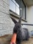 Pure bred Giant Flemish rabbit Carousel 5
