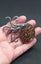 Ammonite fossil brooch Carousel 4