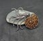 Ammonite fossil brooch Carousel 1