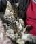 CAT RESCUE CHRISTCHURCH - Ready for Adoption - Tim Carousel 1