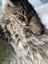 CAT RESCUE CHRISTCHURCH - Ready for Adoption - Tim Carousel 2