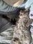CAT RESCUE CHRISTCHURCH - Ready for Adoption - Tim Carousel 4