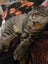 CAT RESCUE CHRISTCHURCH - Ready for Adoption - Tim Carousel 5