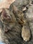 CAT RESCUE CHRISTCHURCH - Ready for Adoption - Lucy Carousel 2