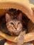 CAT RESCUE CHRISTCHURCH - Ready for Adoption - Lucy Carousel 1