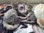CAT RESCUE CHRISTCHURCH - Ready for Adoption - Lucy Carousel 3