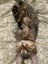 CAT RESCUE CHRISTCHURCH - Ready for Adoption - Lucy Carousel 4