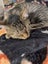 CAT RESCUE CHRISTCHURCH - Ready for Adoption - Lucy Carousel 5