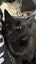 CAT RESCUE CHRISTCHURCH - Ready for Adoption - Indie Carousel 2