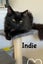 CAT RESCUE CHRISTCHURCH - Ready for Adoption - Indie Carousel 3