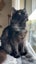 CAT RESCUE CHRISTCHURCH - Ready for Adoption - Indie Carousel 4