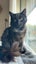 CAT RESCUE CHRISTCHURCH - Ready for Adoption - Indie Carousel 5