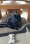 CAT RESCUE CHRISTCHURCH - Ready for Adoption - Indie Carousel 7