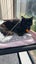 CAT RESCUE CHRISTCHURCH - Ready for Adoption - Indie Carousel 6