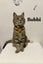CAT RESCUE CHRISTCHURCH - Ready for Adoption - Bobbi Carousel 1