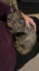 CAT RESCUE CHRISTCHURCH - Ready for Adoption - Bobbi Carousel 3