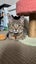 CAT RESCUE CHRISTCHURCH - Ready for Adoption - Bobbi Carousel 4
