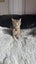 CAT RESCUE CHRISTCHURCH - Ready for Adoption - Bobbi Carousel 5