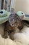 CAT RESCUE CHRISTCHURCH - Ready for Adoption - Bobbi Carousel 6