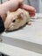 GUINEA PIGS Carousel 1