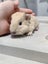GUINEA PIGS Carousel 2