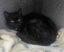 Furrytails Await – Adopt a kitten or cat for just $60 Carousel 6