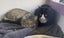 Furrytails Await – Adopt a kitten or cat for just $60 Carousel 7