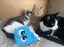Furrytails Await – Adopt a kitten or cat for just $60 Carousel 8