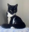 Furrytails Await – Adopt a kitten or cat for just $60 Carousel 9