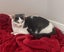 Furrytails Await – Adopt a kitten or cat for just $60 Carousel 10