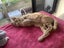 Furrytails Await – Adopt a kitten or cat for just $60 Carousel 12