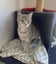 Furrytails Await – Adopt a kitten or cat for just $60 Carousel 1