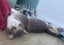 Furrytails Await – Adopt a kitten or cat for just $60 Carousel 14