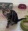Furrytails Await – Adopt a kitten or cat for just $60 Carousel 15