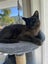 Burmese female cat free Carousel 1